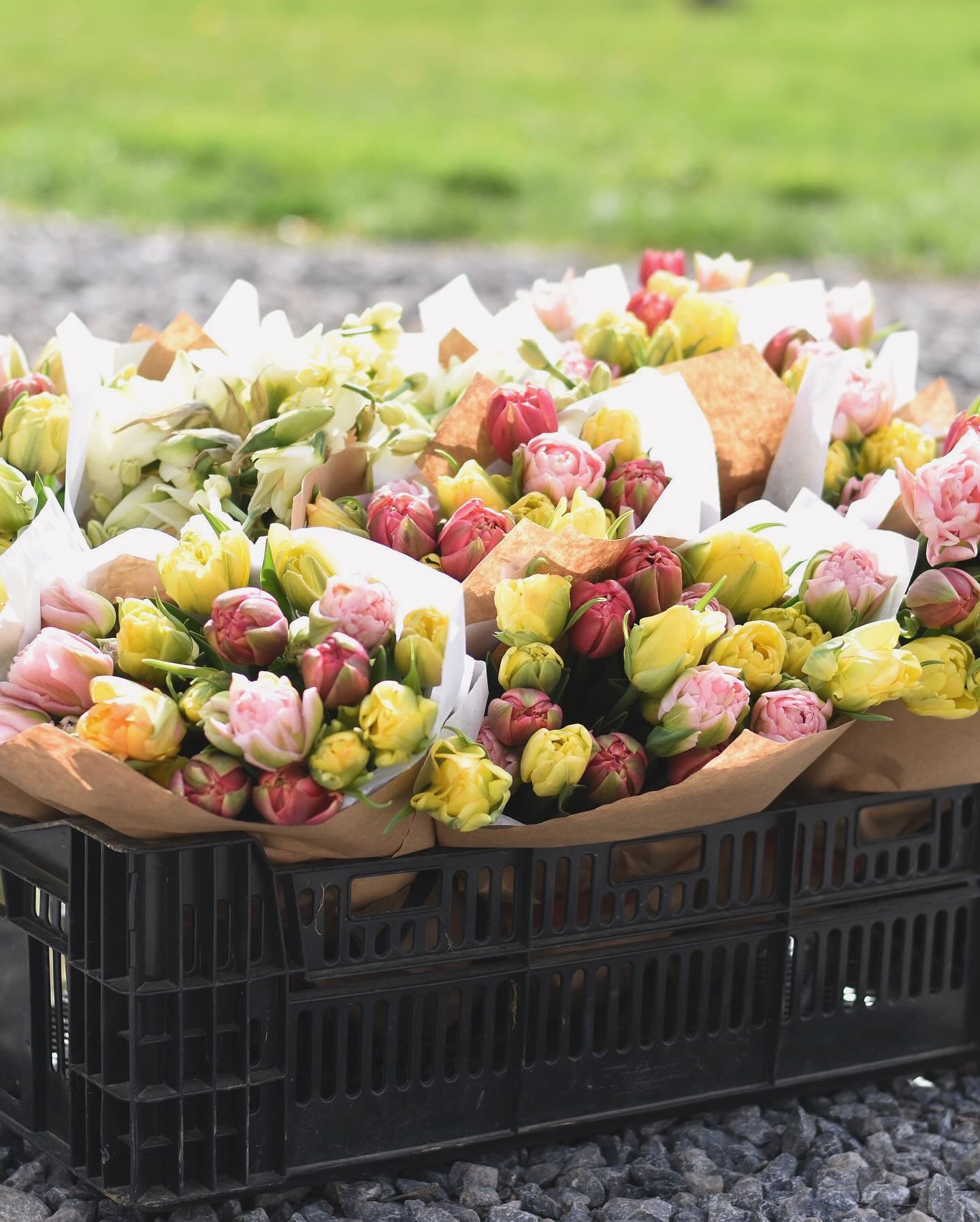 Four Weeks of Tulips (April-May)