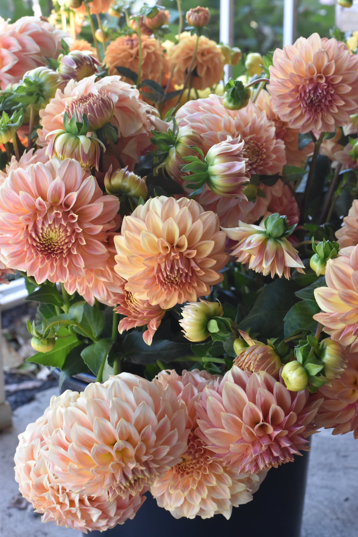 Party Bucket - Dahlias