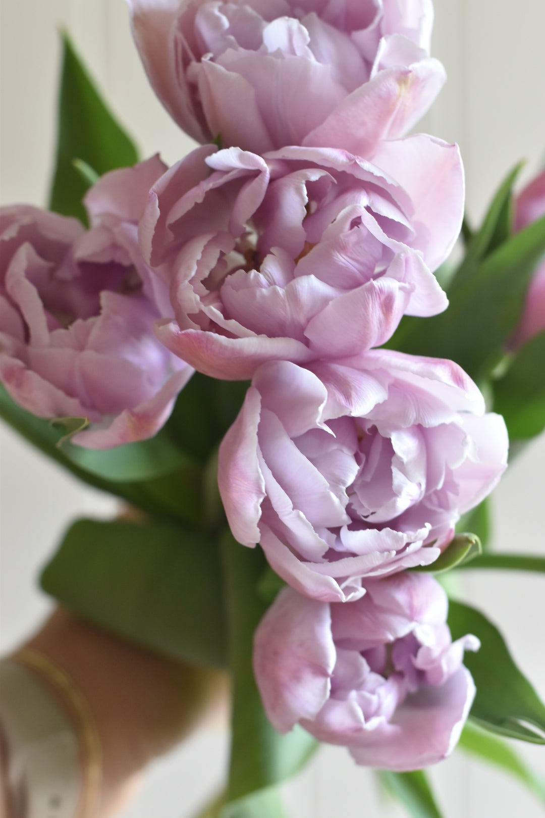 Four Weeks of Tulips (April-May)