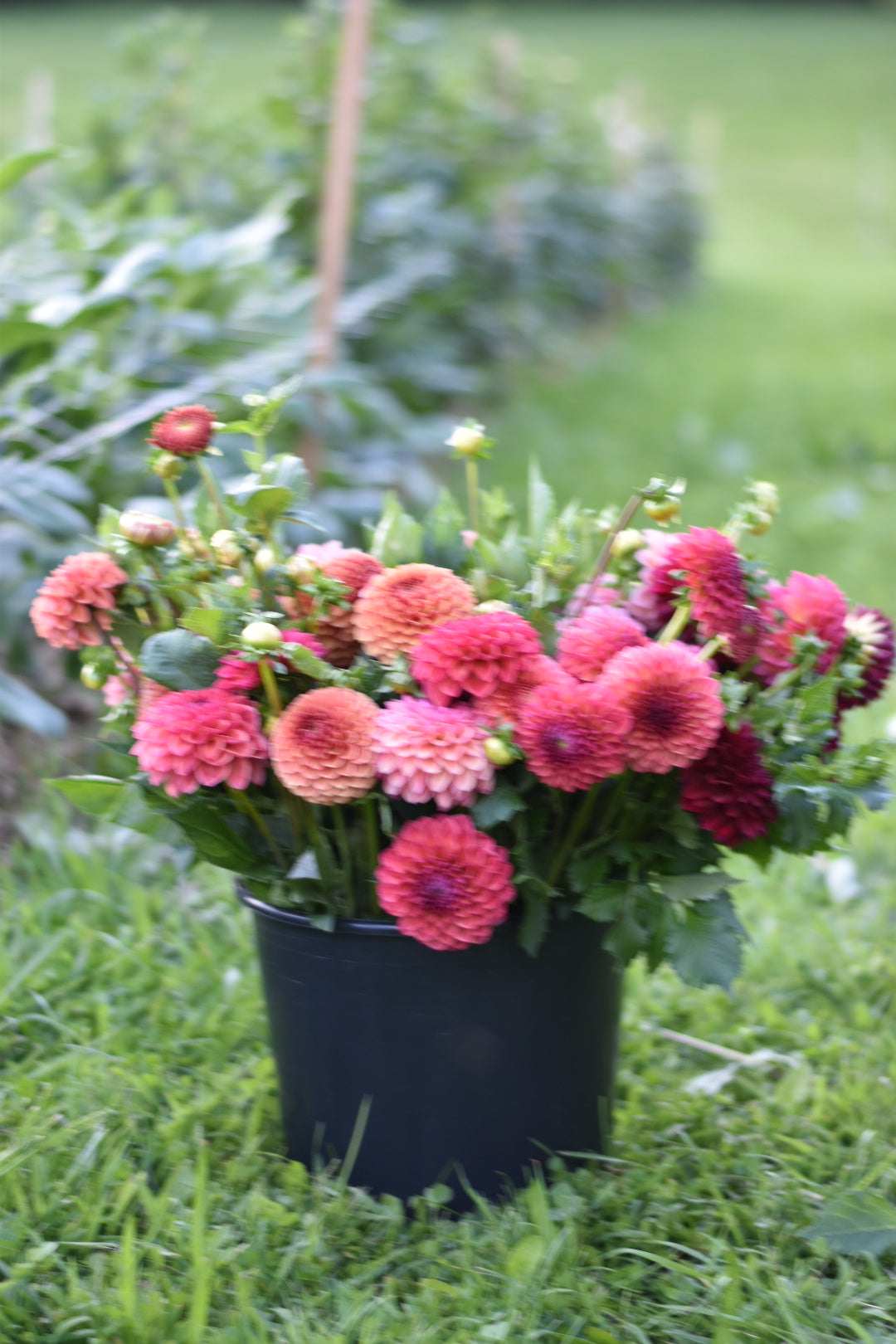 Four Weeks of Dahlias (September)