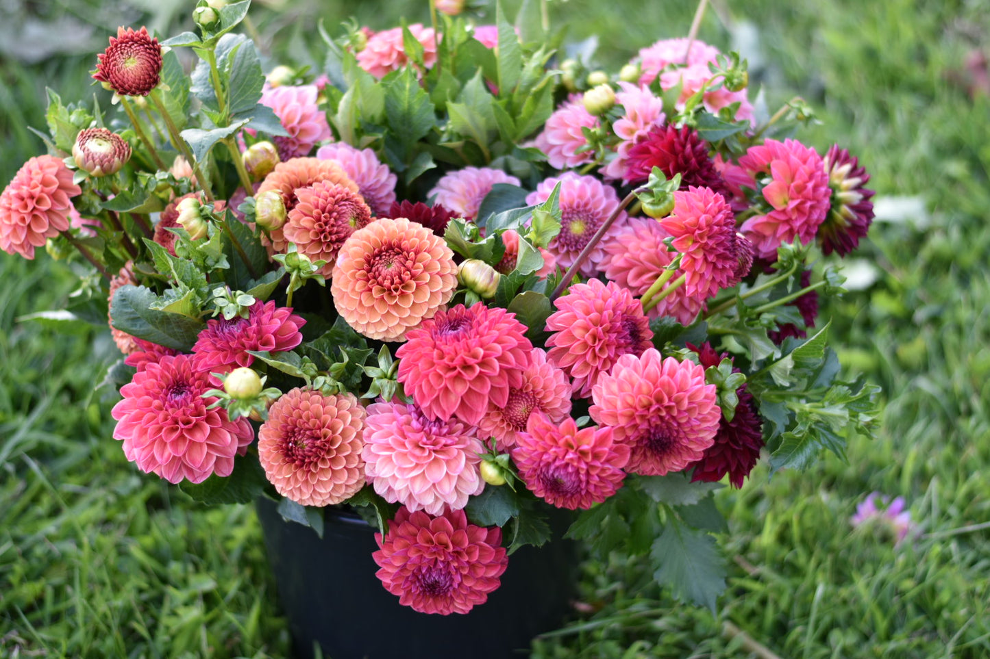 Four Weeks of Dahlias (September)