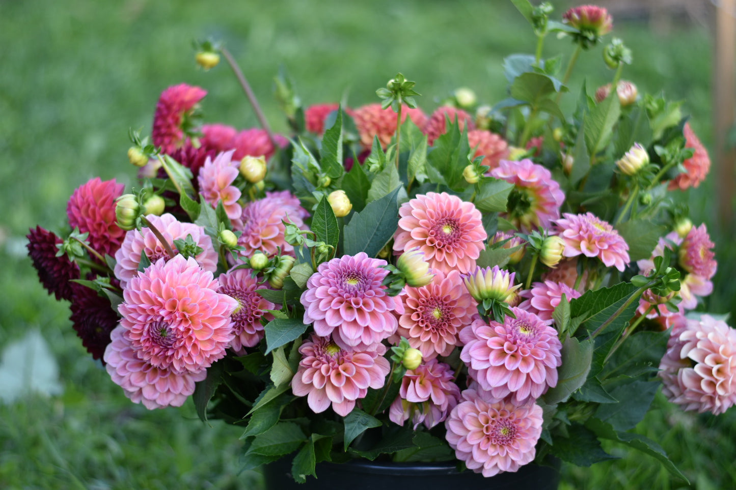 Four Weeks of Dahlias (September)