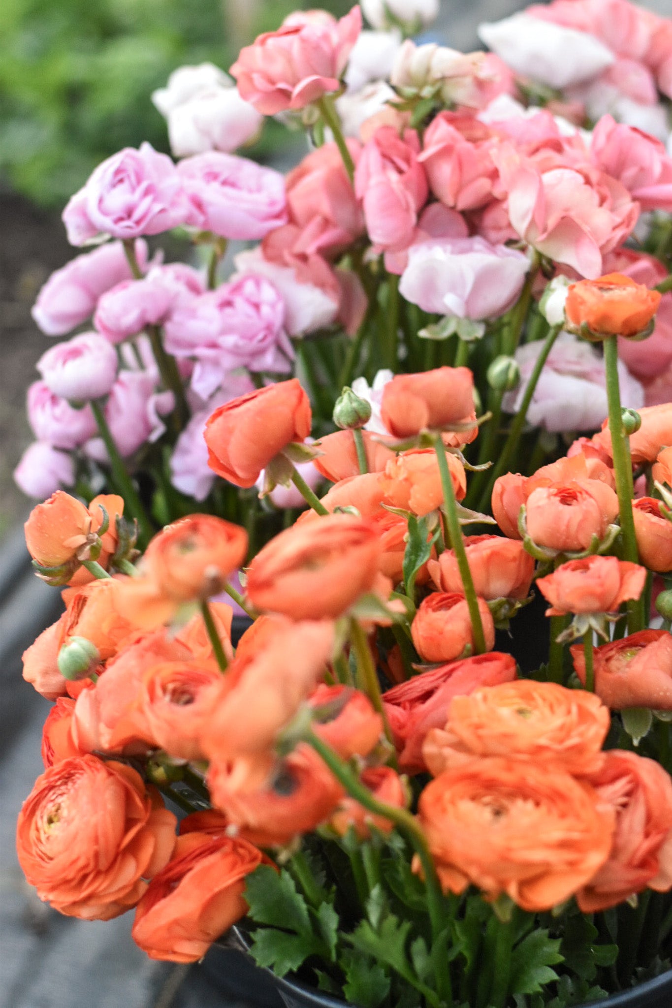 Three Weeks of Ranunculus (May-June)
