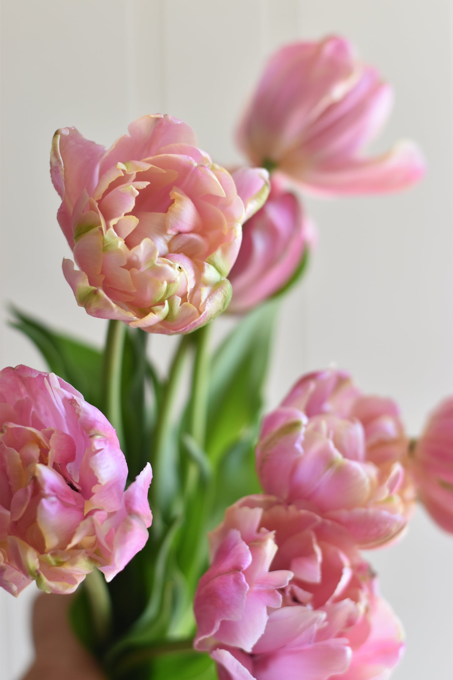 Four Weeks of Tulips (April-May)