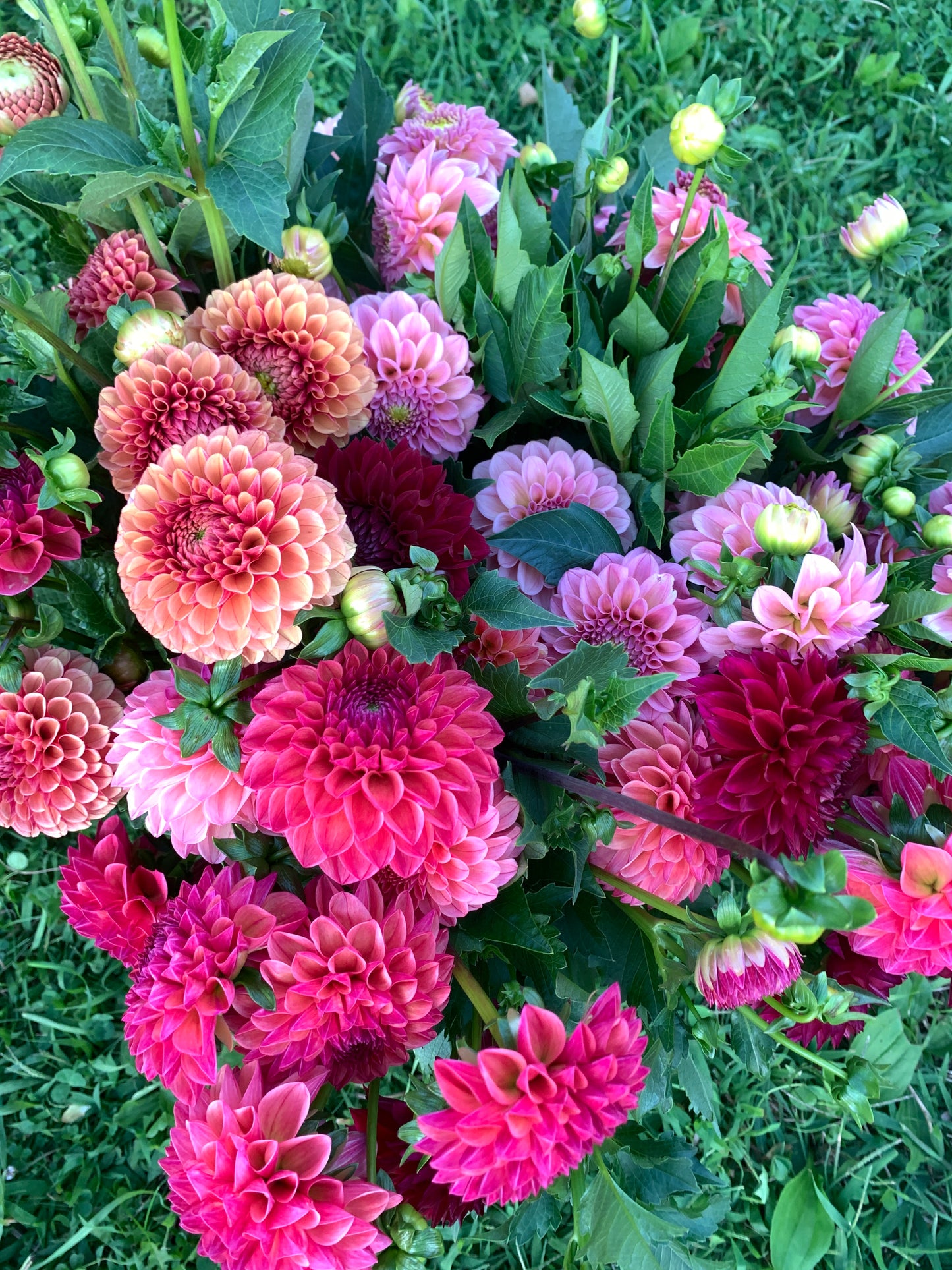 Four Weeks of Dahlias (September)