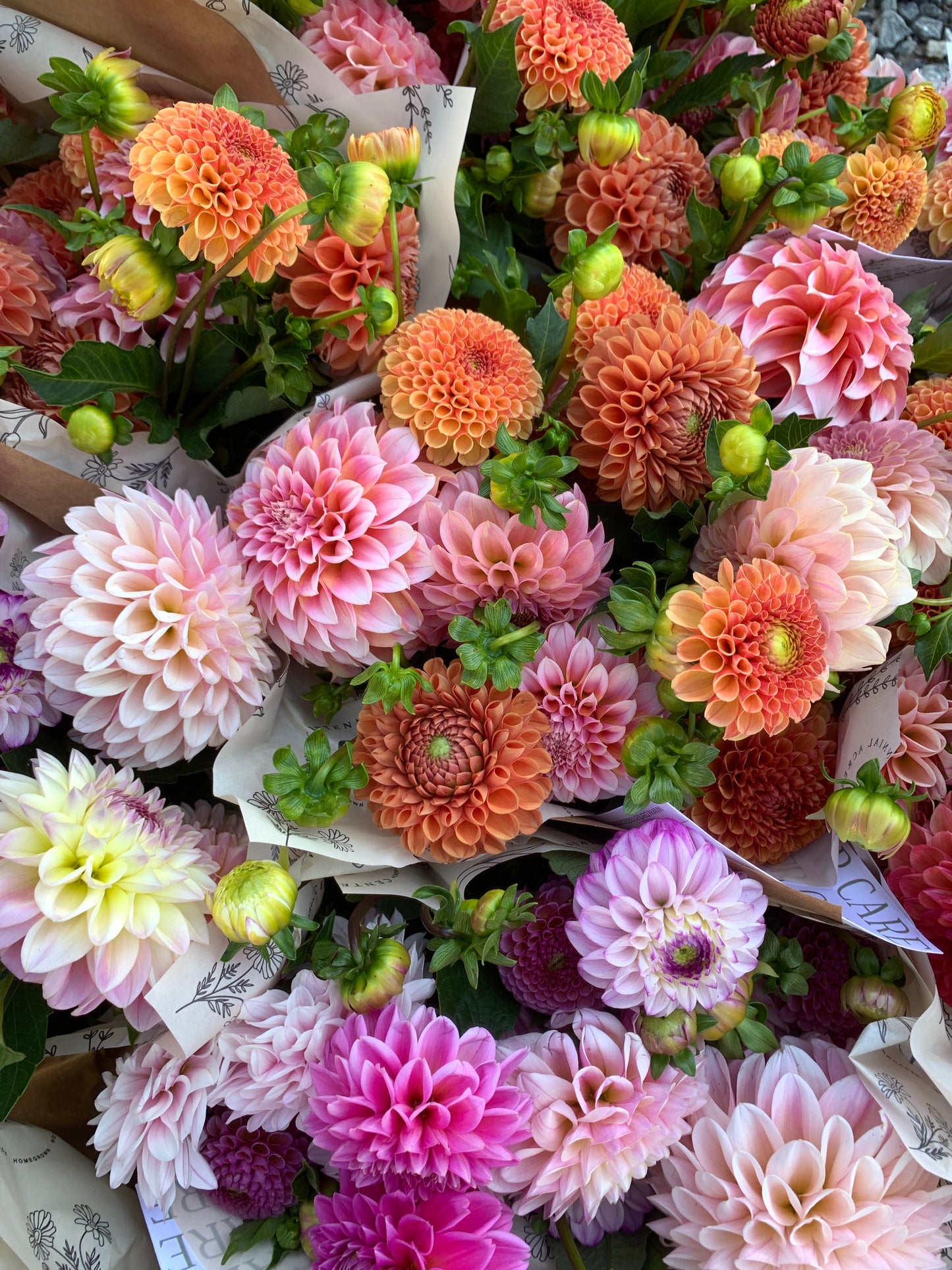 Four Weeks of Dahlias (September)