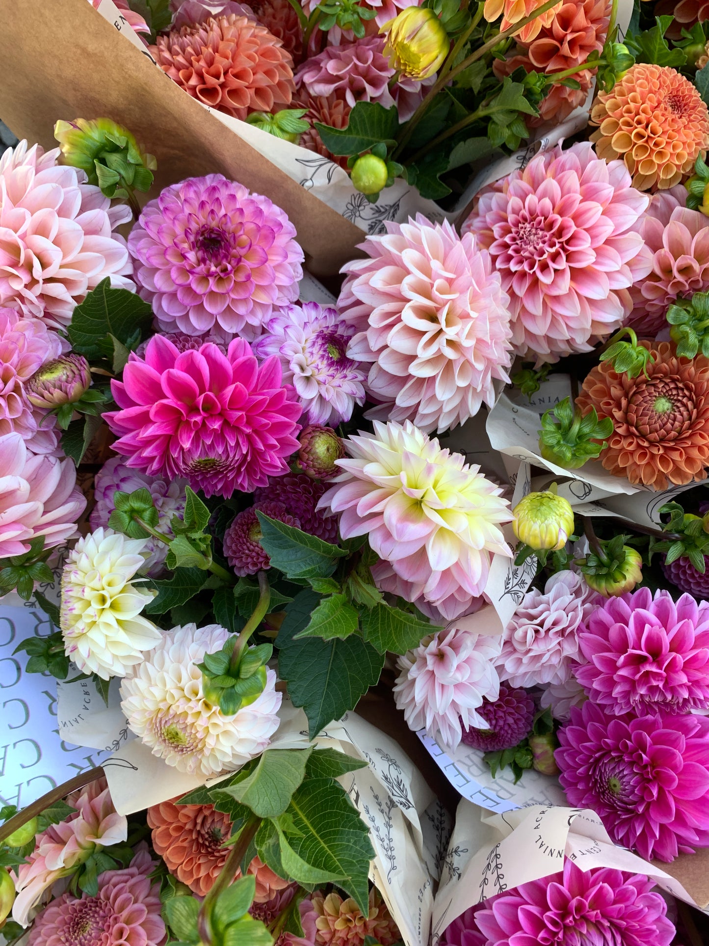 Four Weeks of Dahlias (September)
