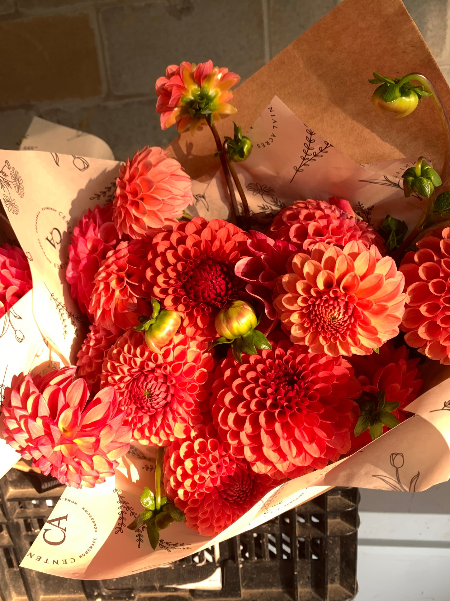 Four Weeks of Dahlias (September)