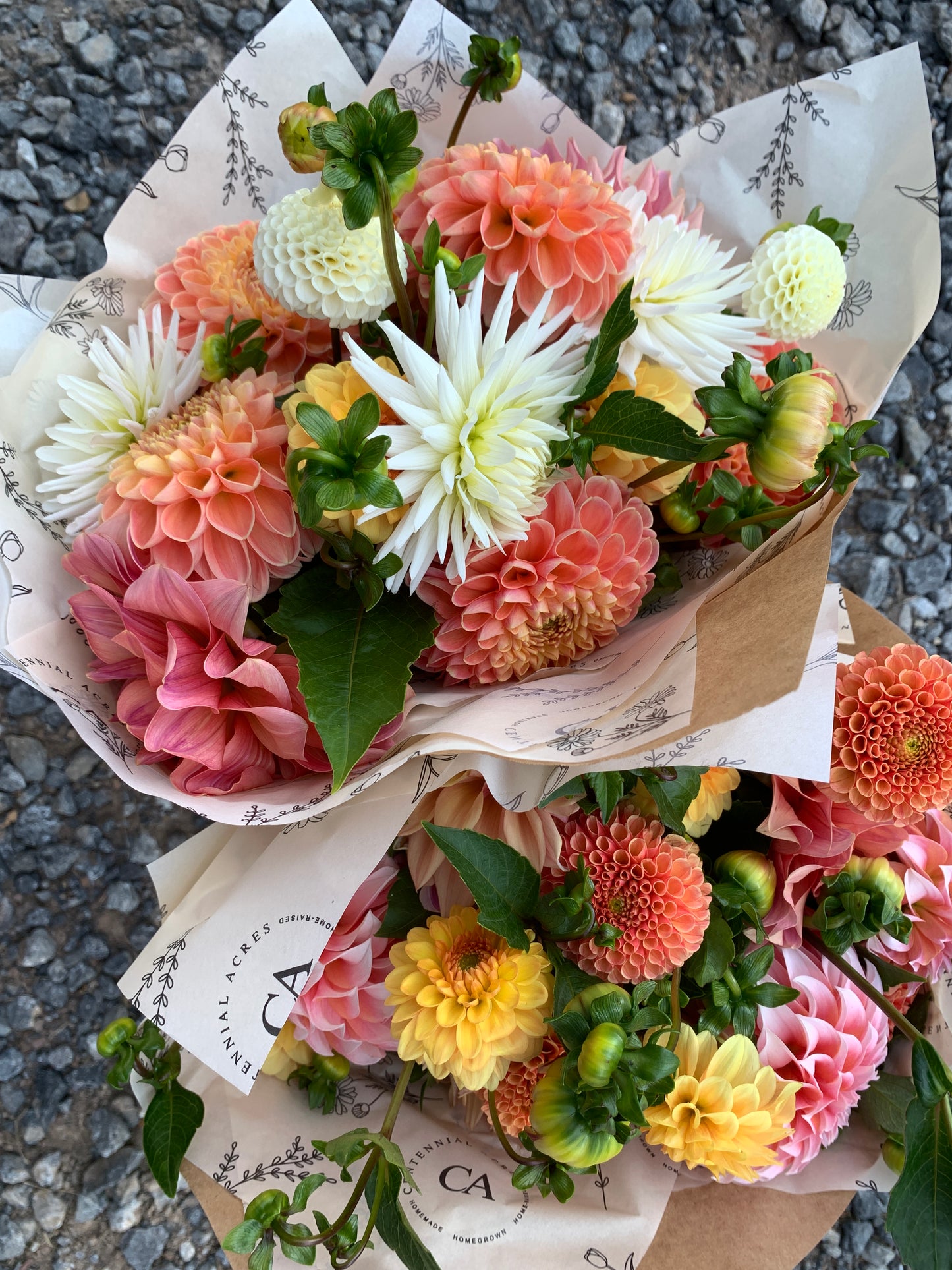 Four Weeks of Dahlias (September)