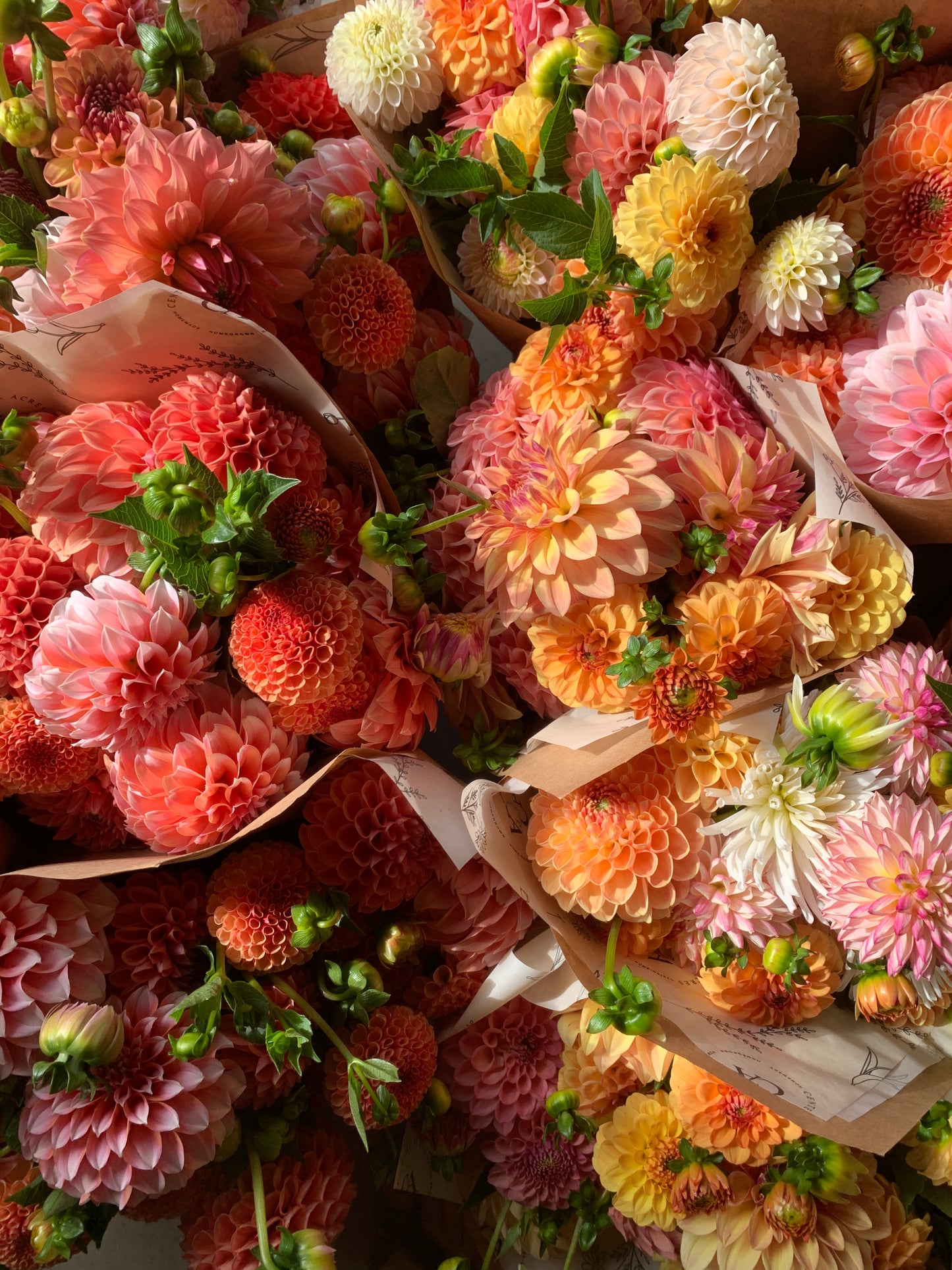 Four Weeks of Dahlias (September)