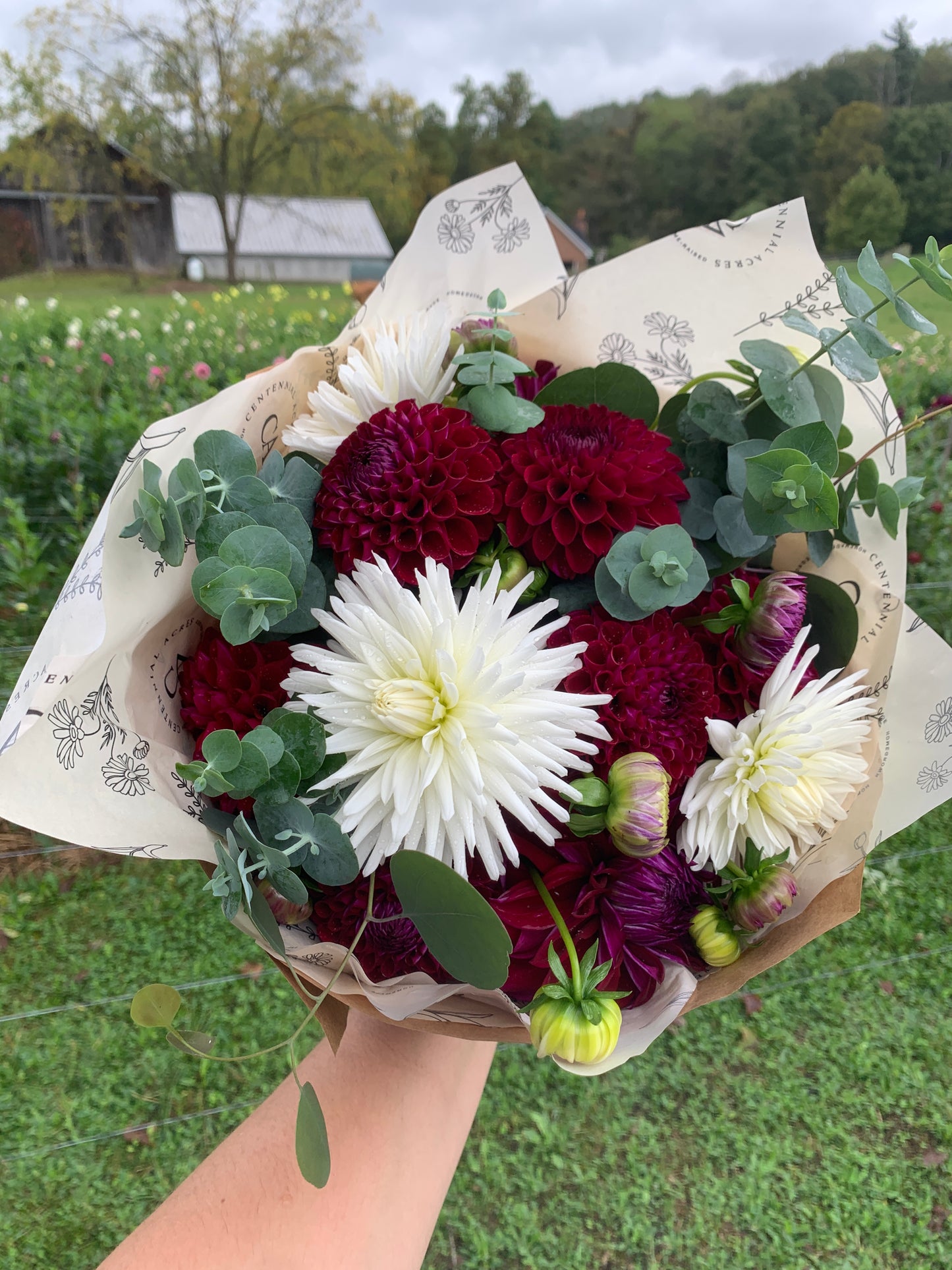 Four Weeks of Dahlias (September)