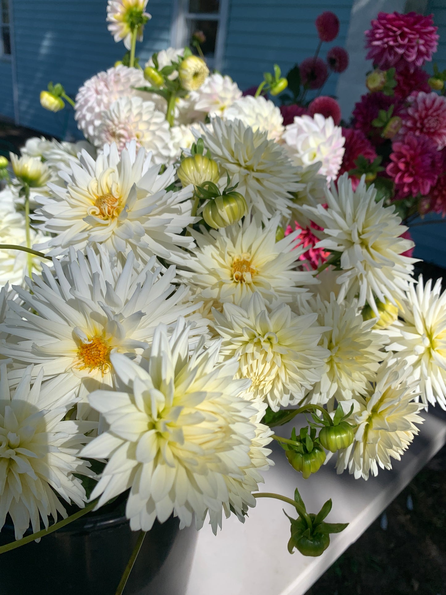 Party Bucket - Dahlias