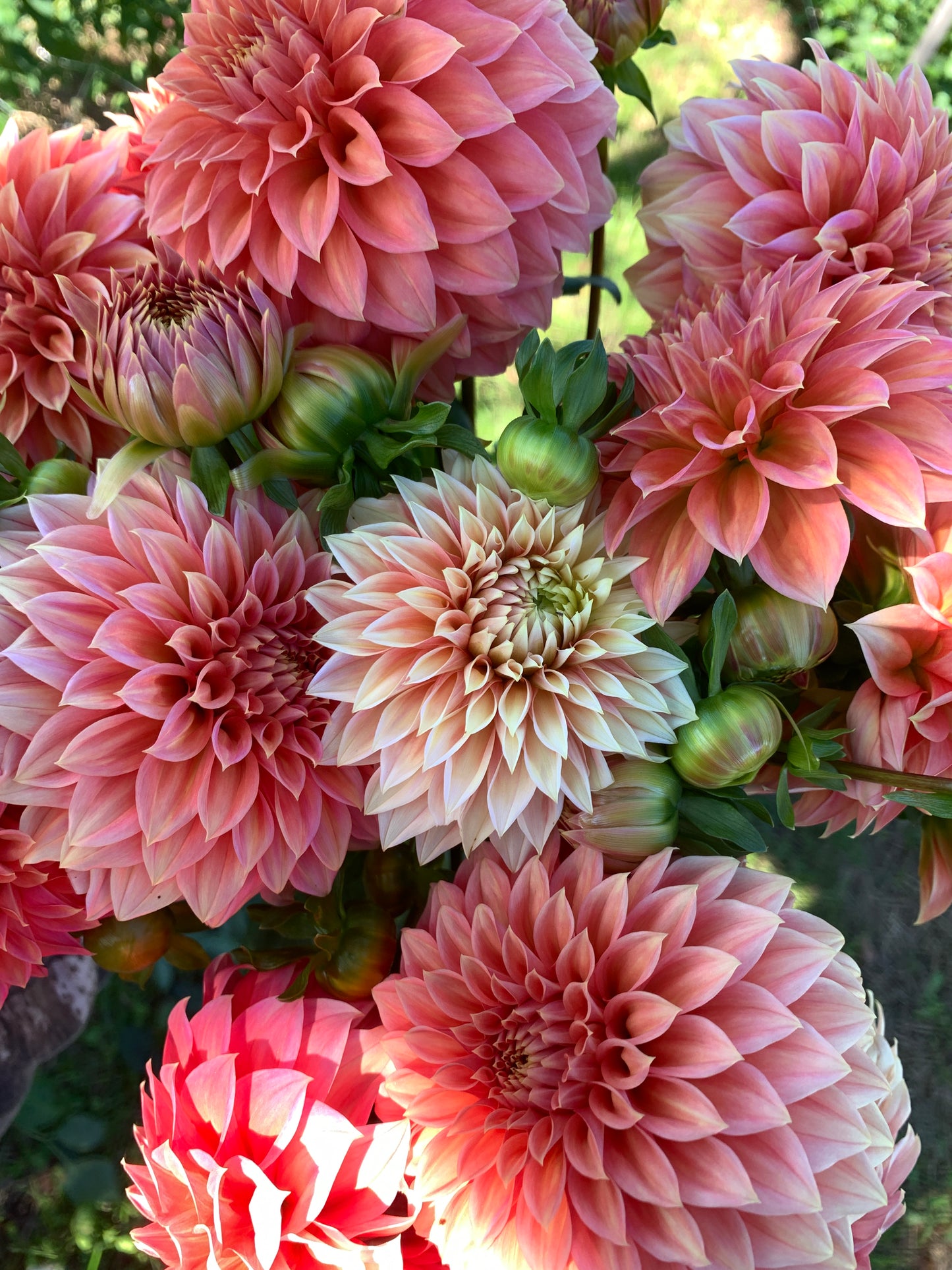 Party Bucket - Dahlias