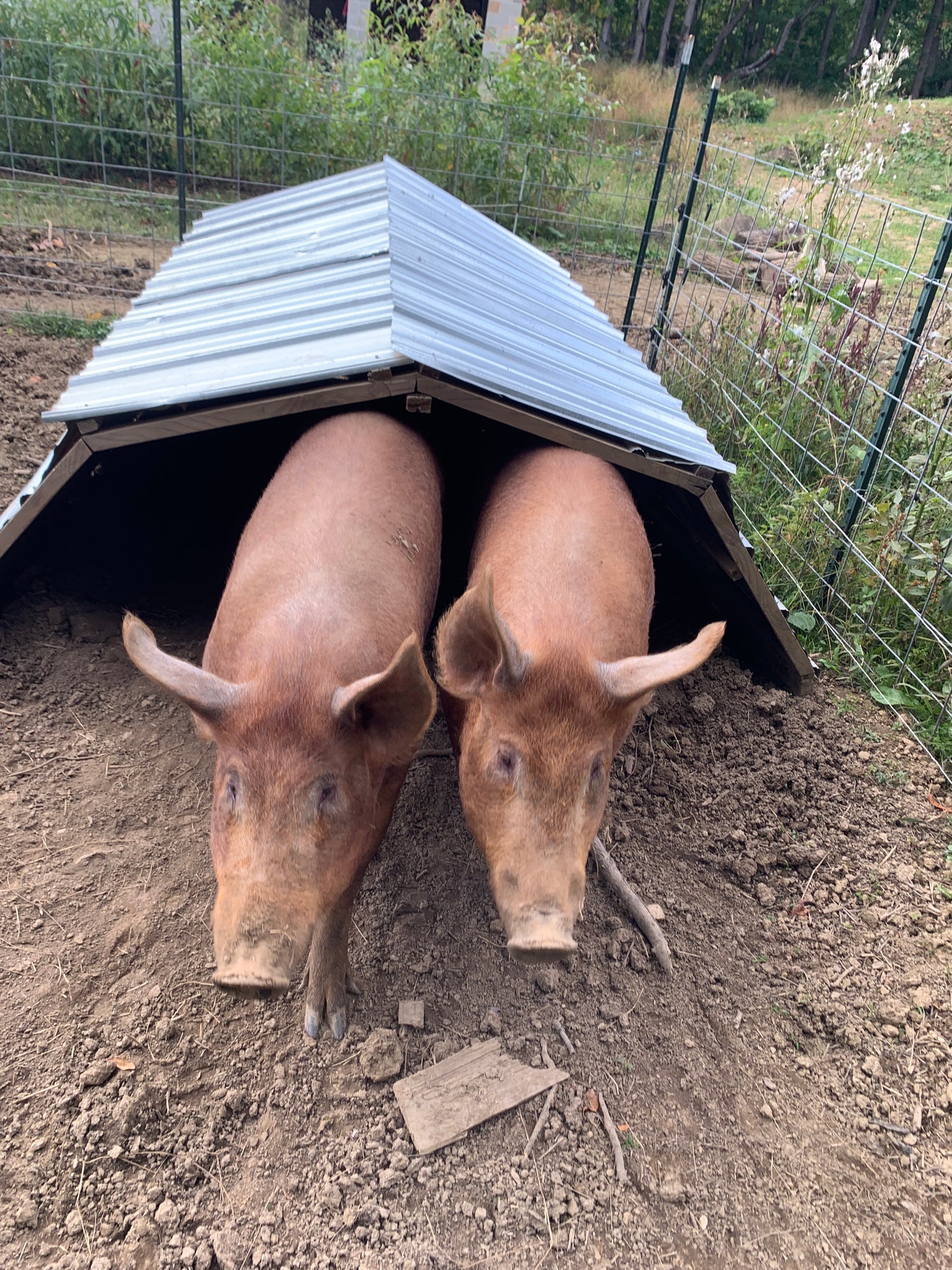 Pastured Pork PRE-ORDER