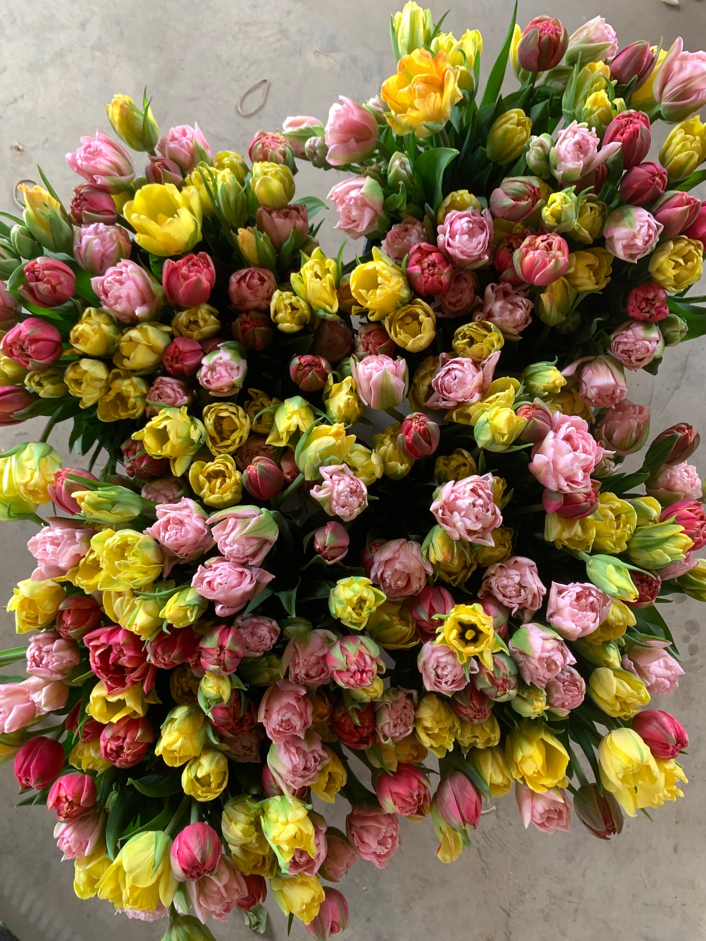 Four Weeks of Tulips (April-May)