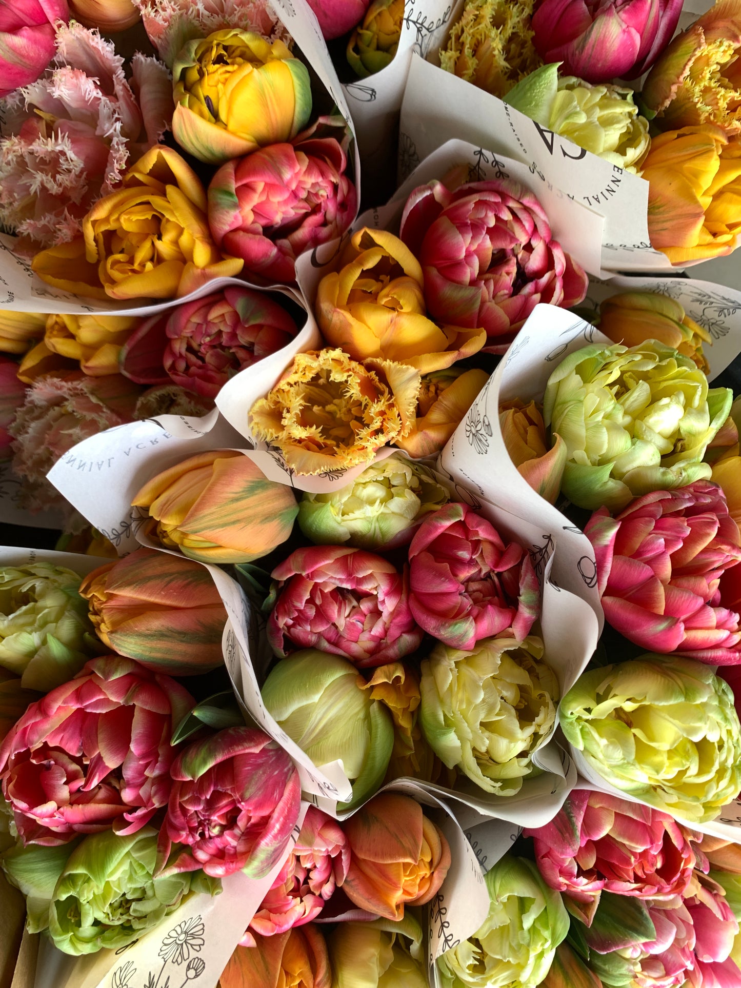 Four Weeks of Tulips (April-May)