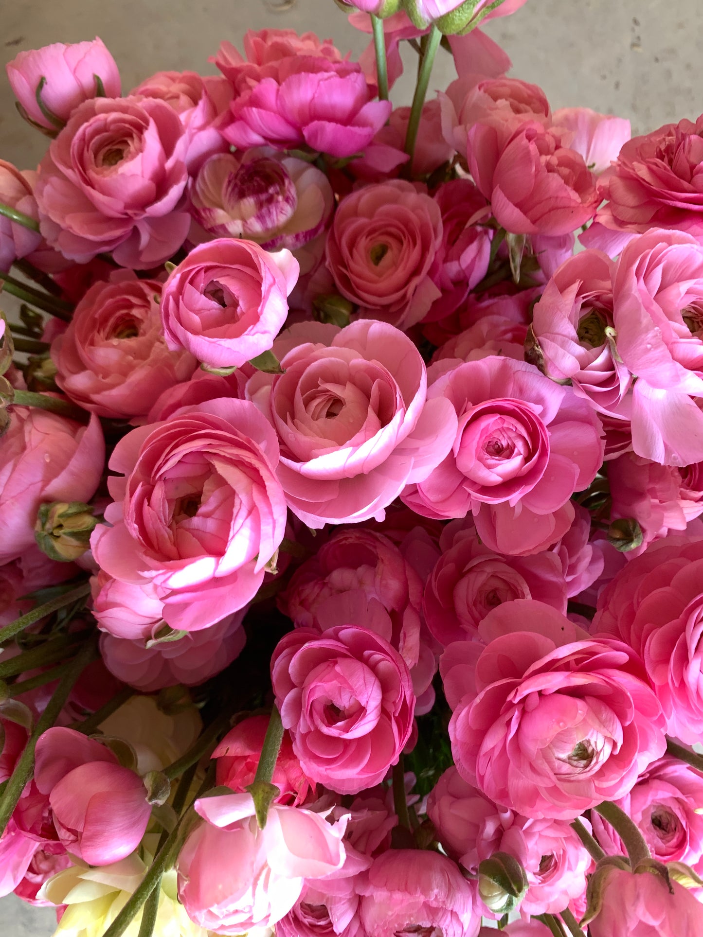 Three Weeks of Ranunculus (May-June)