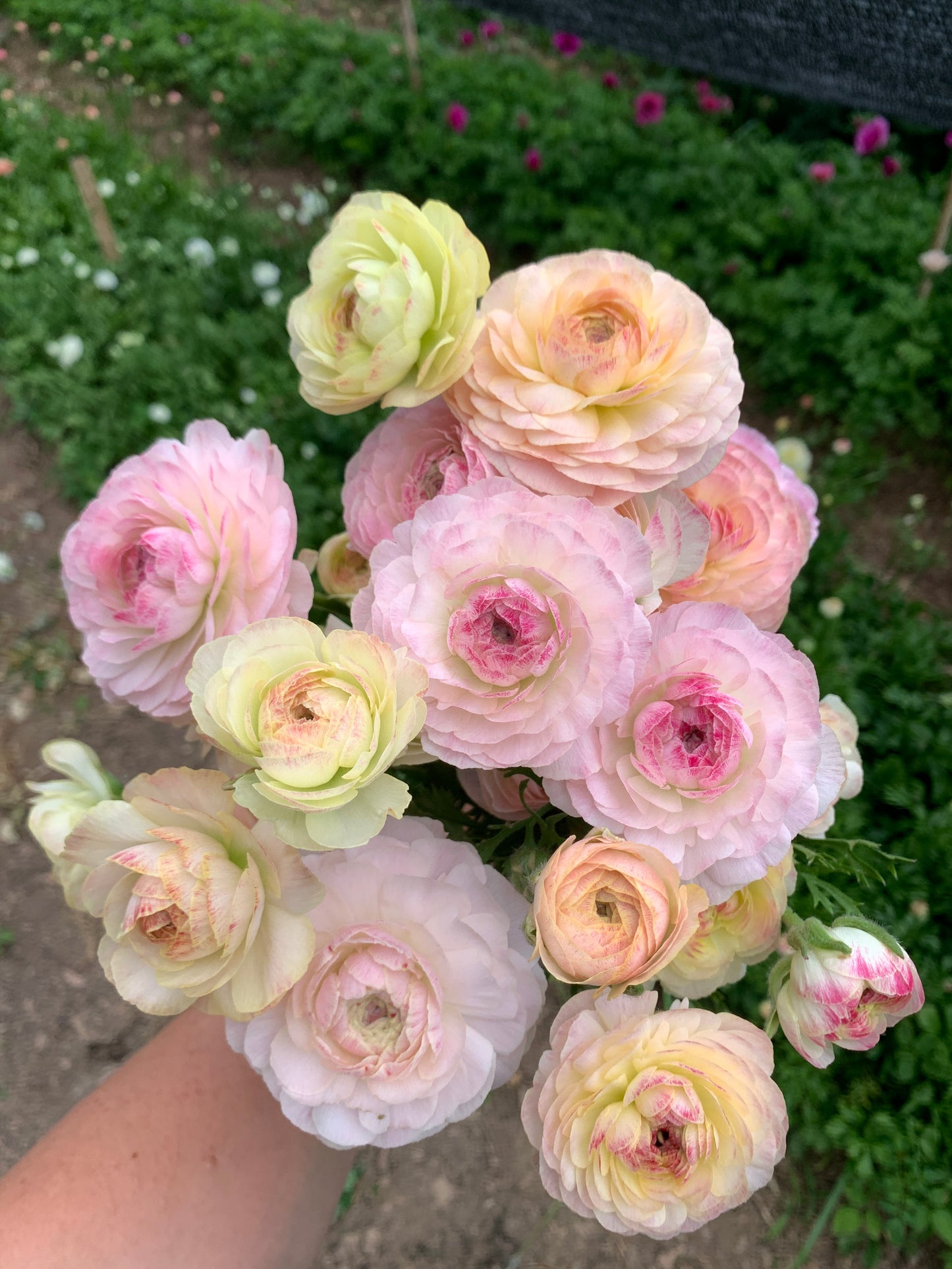 Three Weeks of Ranunculus (May-June)