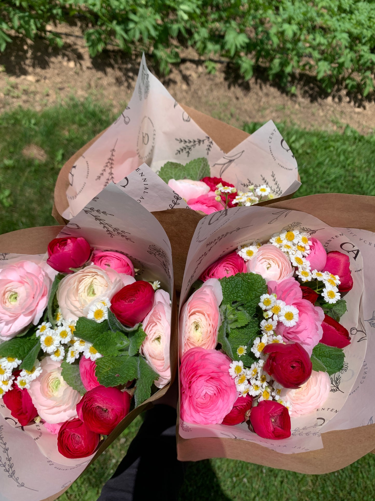 Three Weeks of Ranunculus (May-June)