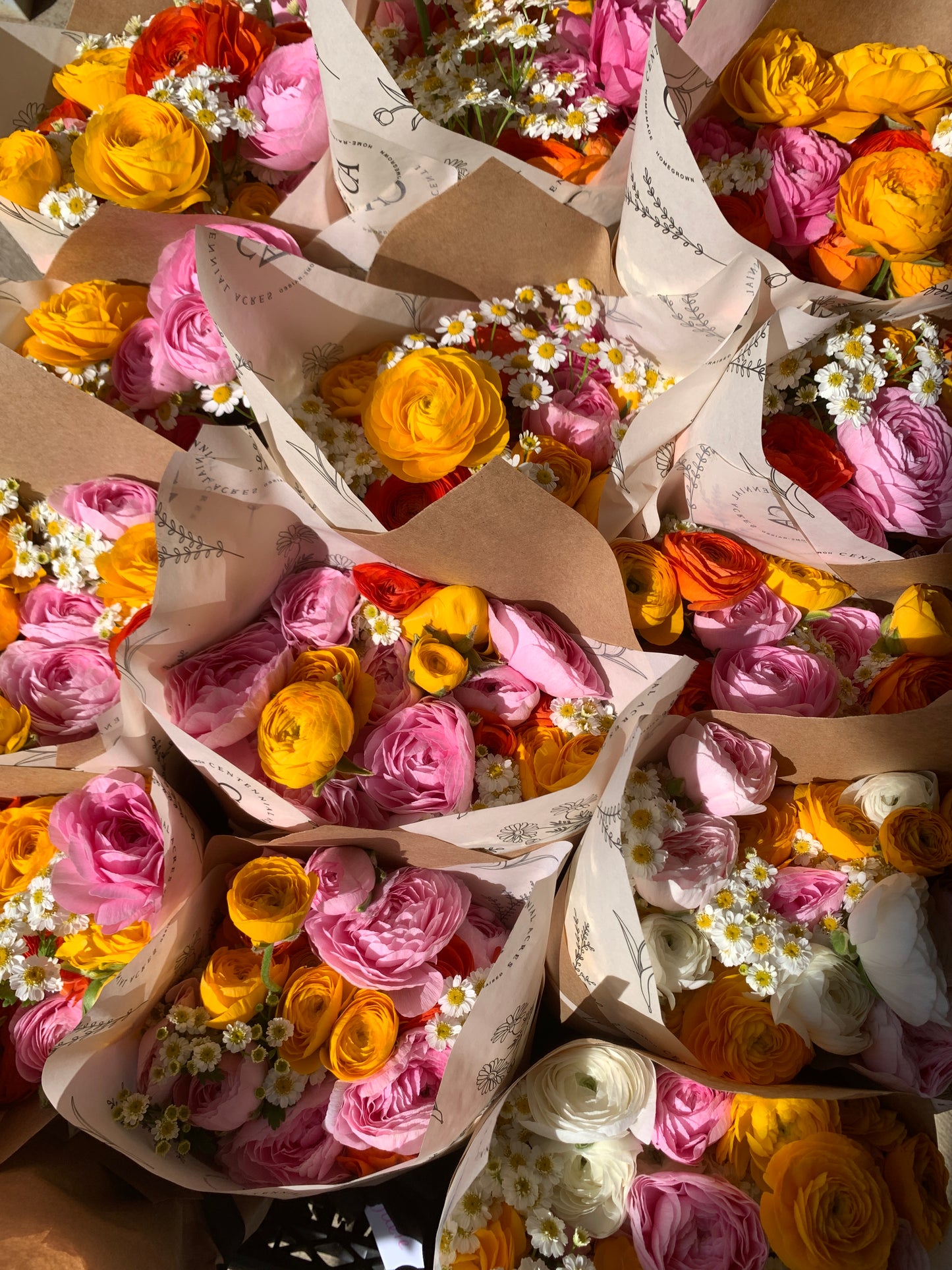 Three Weeks of Ranunculus (May-June)