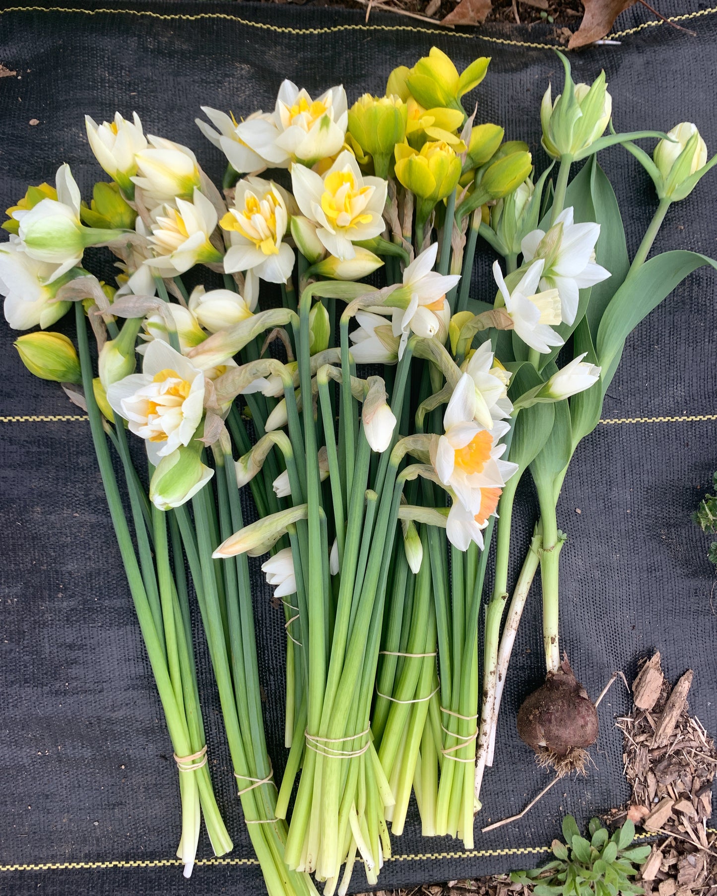 Four Weeks of Fragrant Narcissus (April-May)