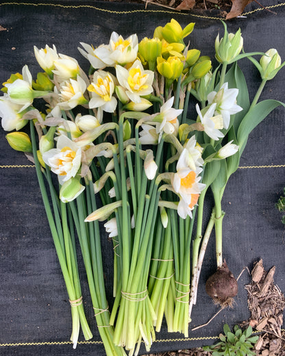 Four Weeks of Fragrant Narcissus (April-May)