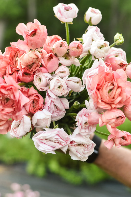 Three Weeks of Ranunculus (May-June)