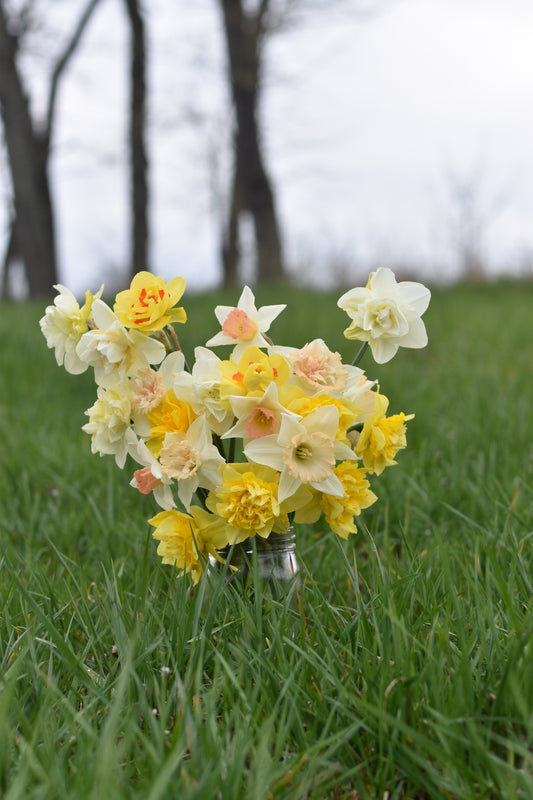 Four Weeks of Fragrant Narcissus (April-May)