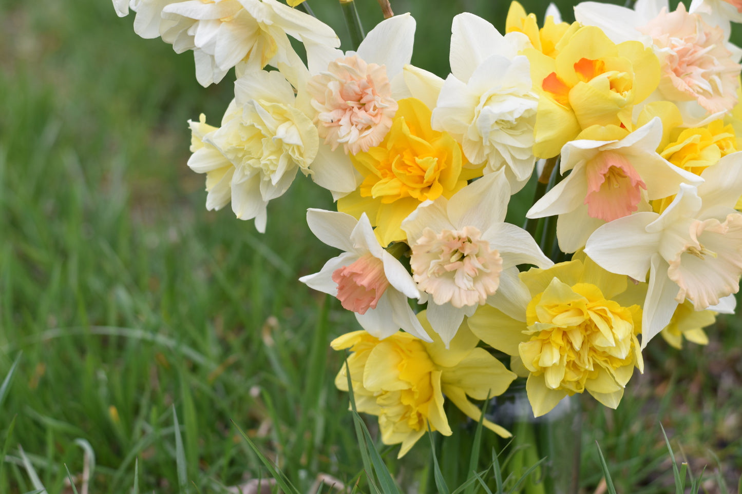 Four Weeks of Fragrant Narcissus (April-May)