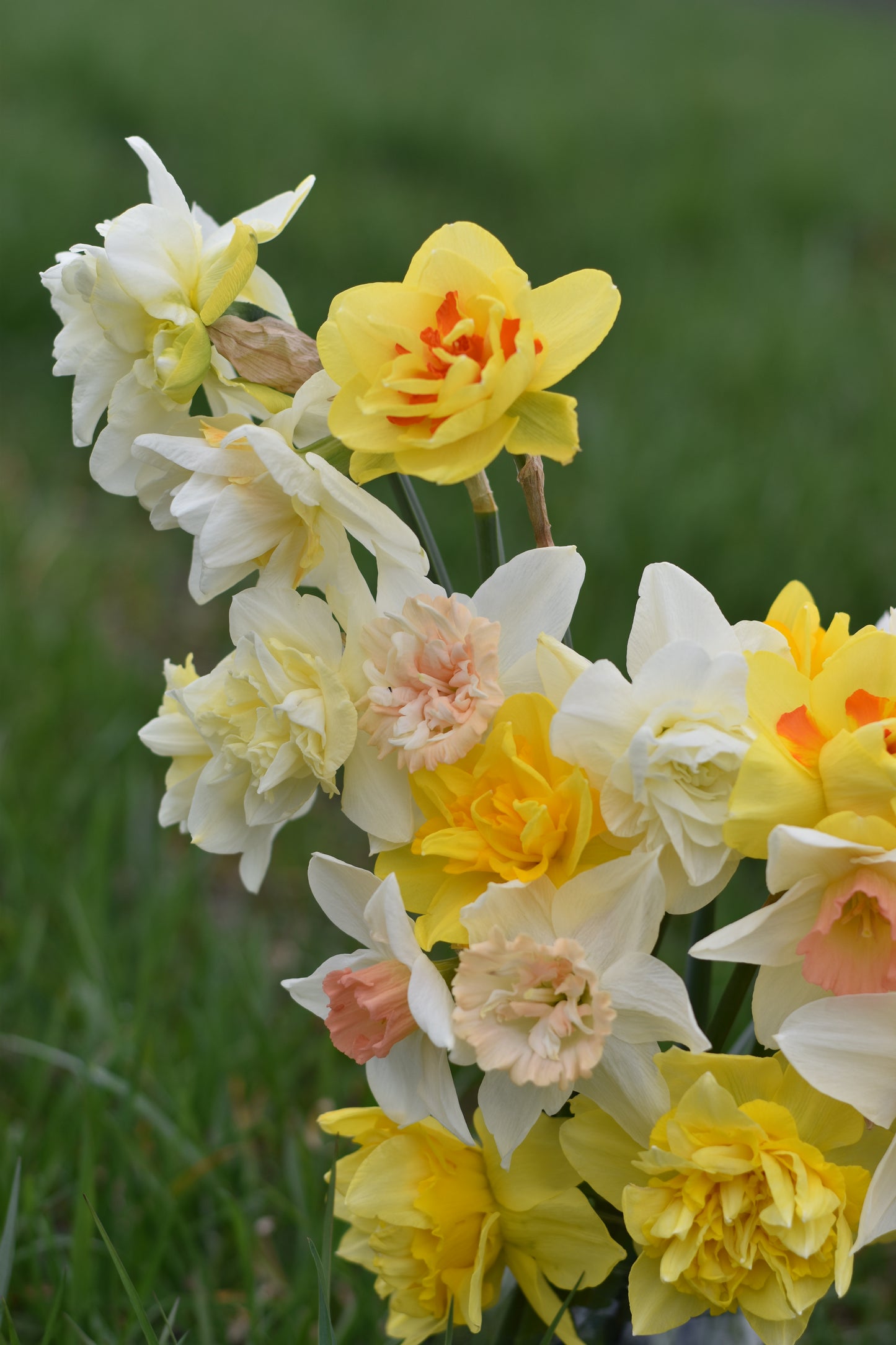 Four Weeks of Fragrant Narcissus (April-May)