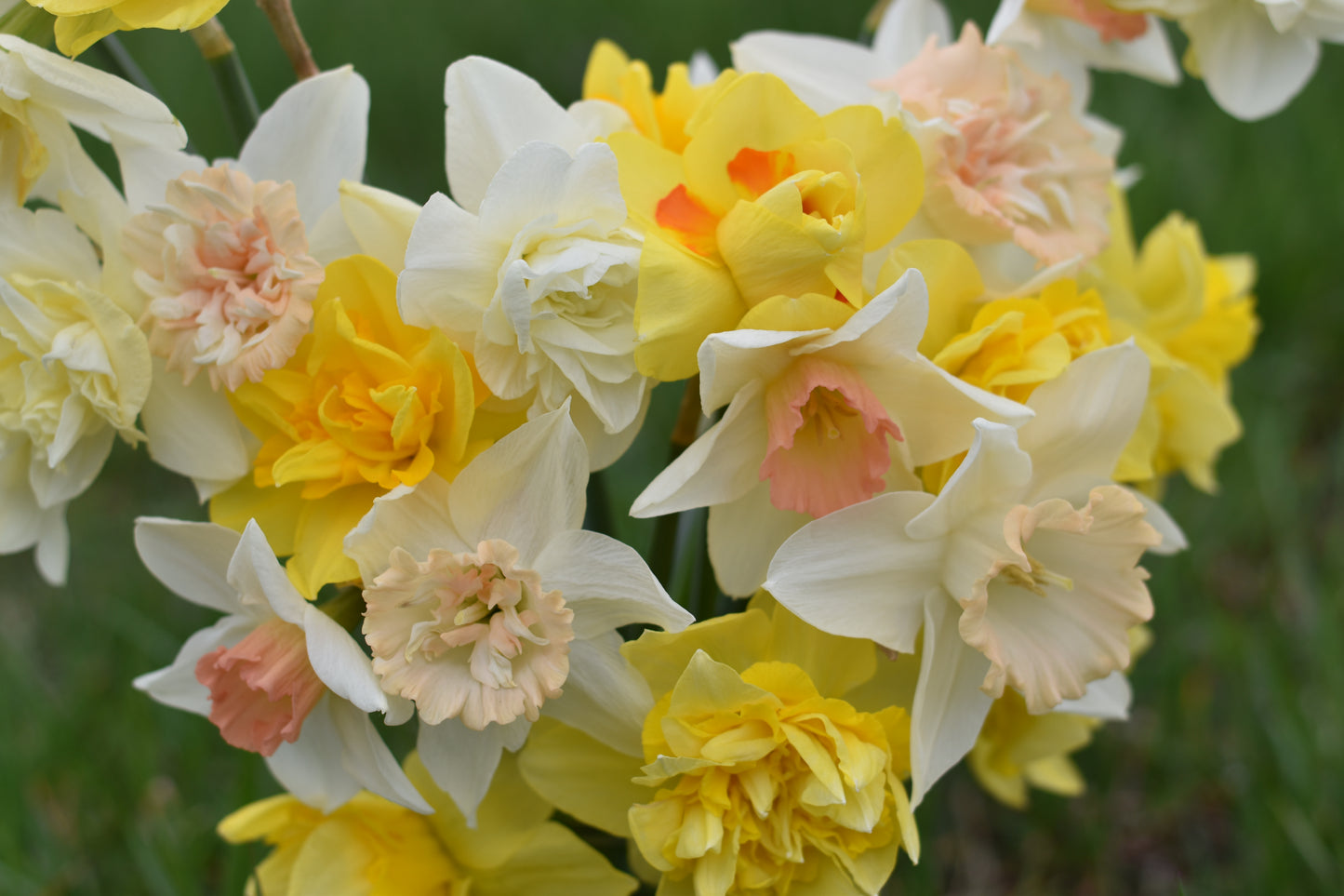 Four Weeks of Fragrant Narcissus (April-May)