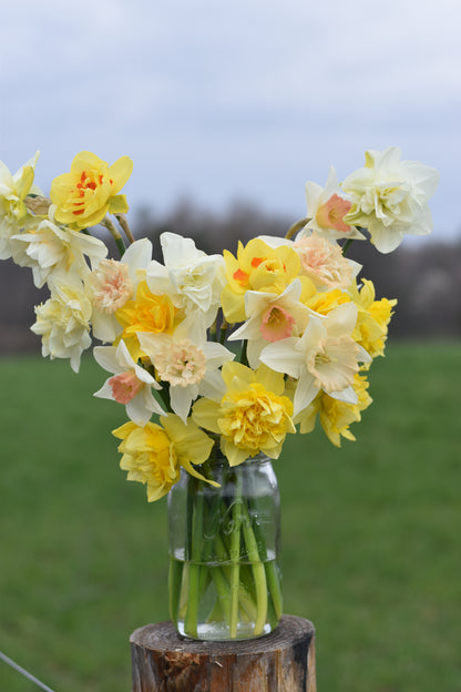 Four Weeks of Fragrant Narcissus (April-May)