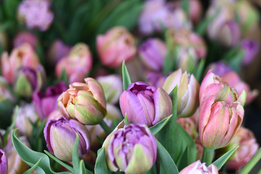 Mother's Day Bouquets