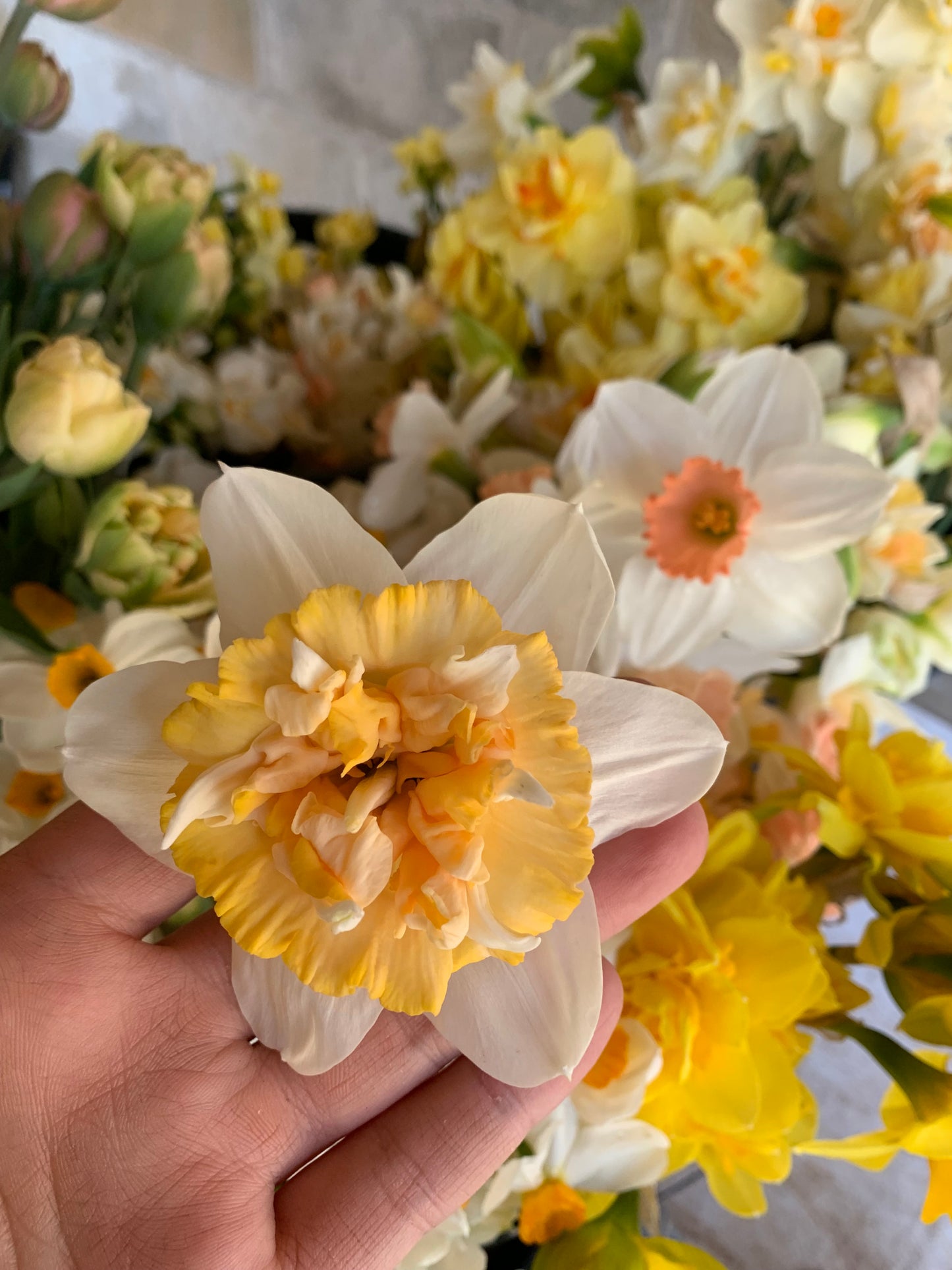 Four Weeks of Fragrant Narcissus (April-May)