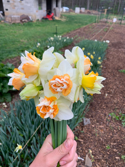 Four Weeks of Fragrant Narcissus (April-May)