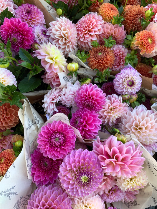 Four Weeks of Dahlias (September)